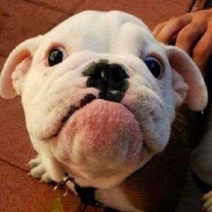 Meet your Posher, Clinton